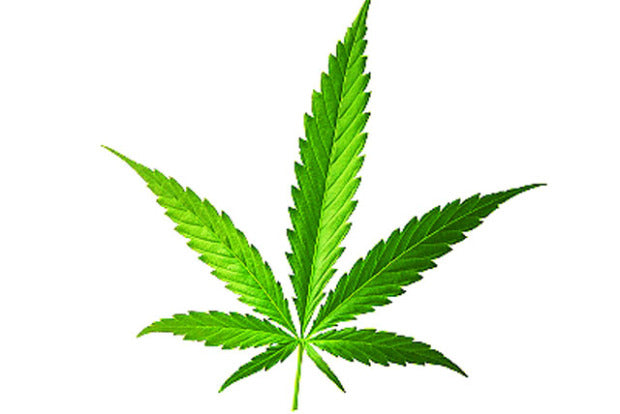 Adverse Effects of Marijuana to Fetus and Infants