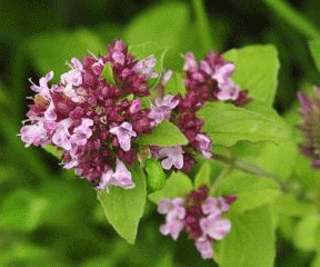 Sweet Marjoram (Oregamnum majorana) Essential Oil