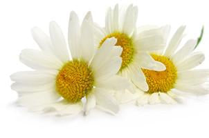 Roman Chamomile, Anthemis noblis, Essential Oil