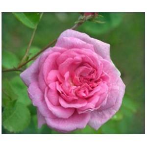 Rose Oil Absolute, Rosa damascena , centifolia