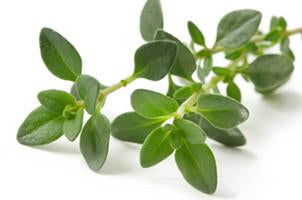Thyme, Thymus vulgaris,  Essential Oil