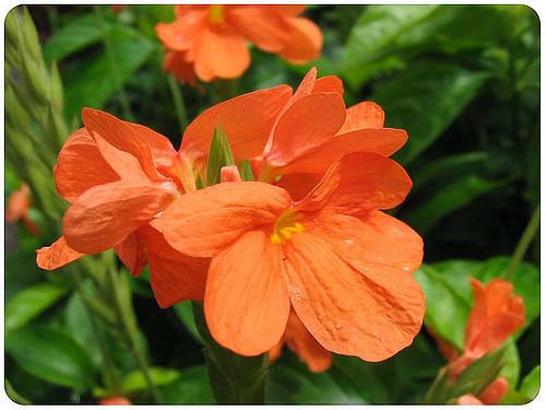 Crossandra Flower
