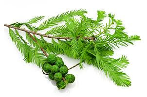 Cypress, Cupressus sempervirens,Essential Oil