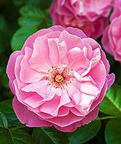 Rose Damask, Rosa damascena, Absolute