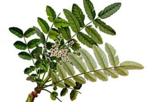 Frankincense, Boswellia sacra/ carteri Essential Oil