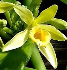 Vanilla absolute, Vanilla plantifolia