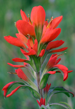 Indian Paintbrush flower