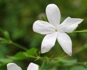 Jasmine Absolute (Grandiflora)
