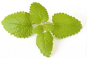 Lemon Balm, Essential Oil  Floral Water