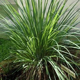 Lemon Grass