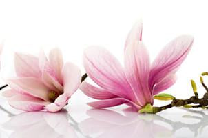 Magnolia Fragrance & Perfume 