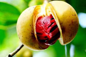 Nutmeg, Myristica fragrans, Essential Oil