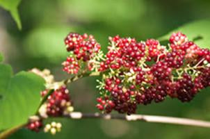 Red Spikenard, Nardastachus jatamansi, Essential Oil