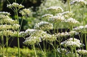 Angelica Root Essential Oil
