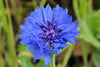 Bachelor Button Flower Essence,Centaura cyanus - Aroma Health Texas