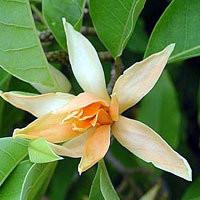 Champaca Michelia Absolute - Aroma Health Texas
