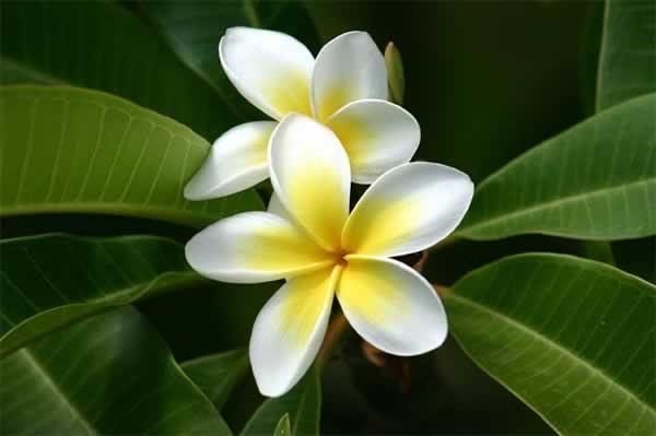 Frangipani Absolute (Plumeria alba) 