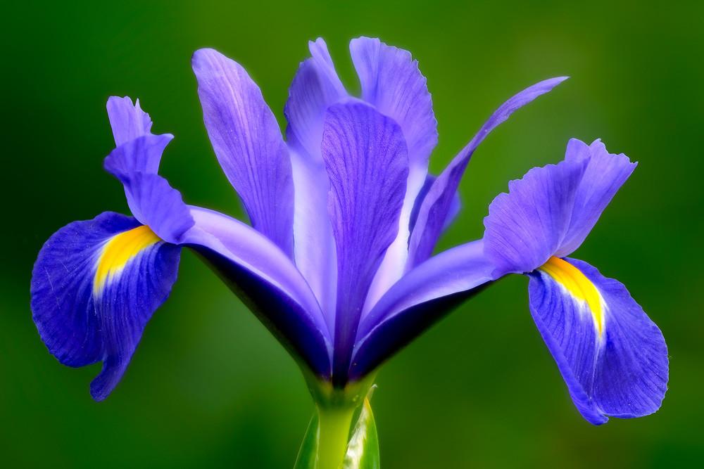 Iris Essential Oil Natural, Organic