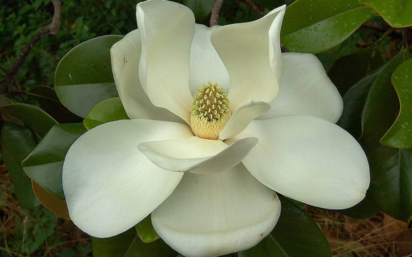 Magnolia Flower