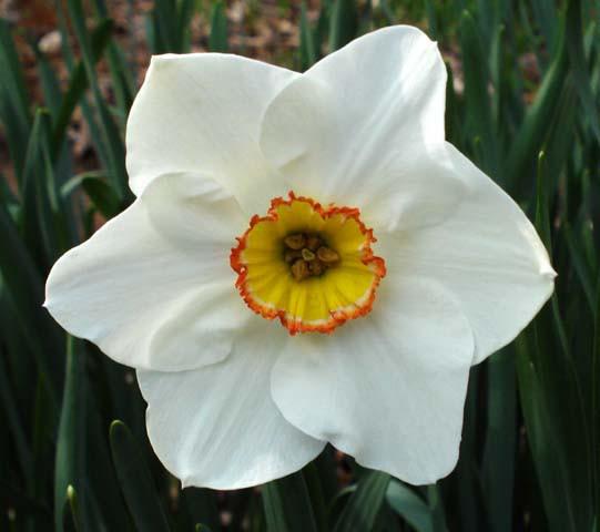 Narcissus Flower 