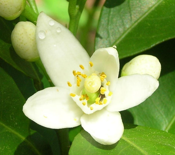 Orange flower Absolute (Citrus bigaradia)