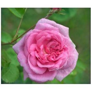 Rose Oil Absolute, Rosa damascena , centifolia 
