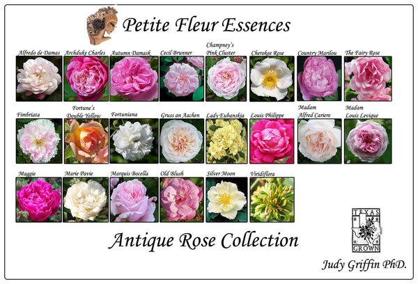 Antique Rose Collection - Aroma Health Texas