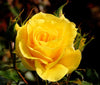 Yellow rose flower