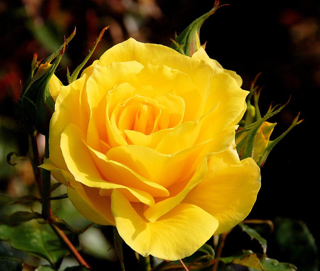 Yellow rose flower