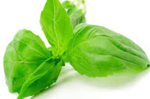 Basil Essential Oil