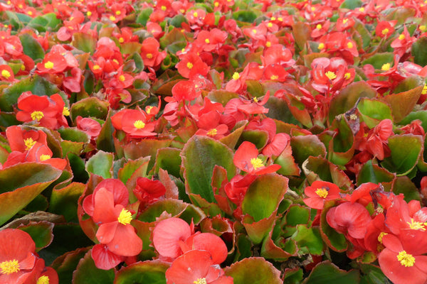 Begonia Flower Essence