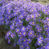 Blue Aster Flower Essence