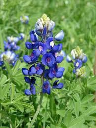 Bluebonnet Flower Essence