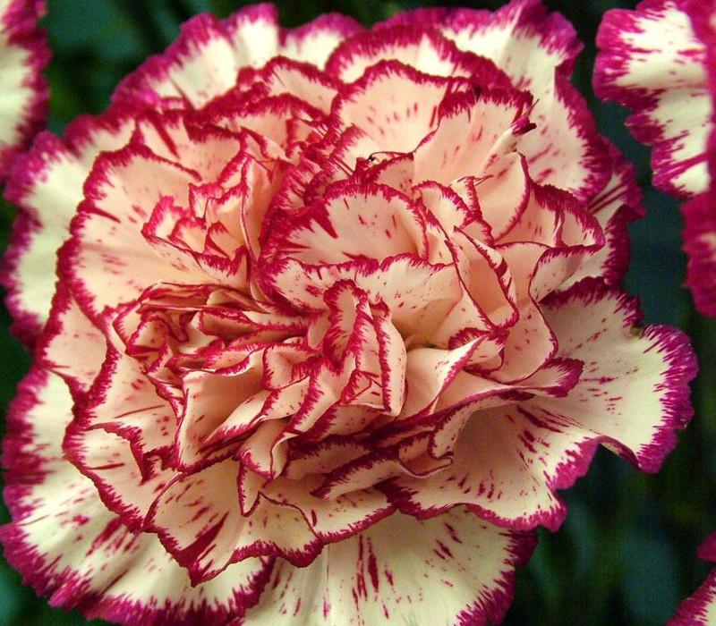 Carnation -  Aroma Health Texas
