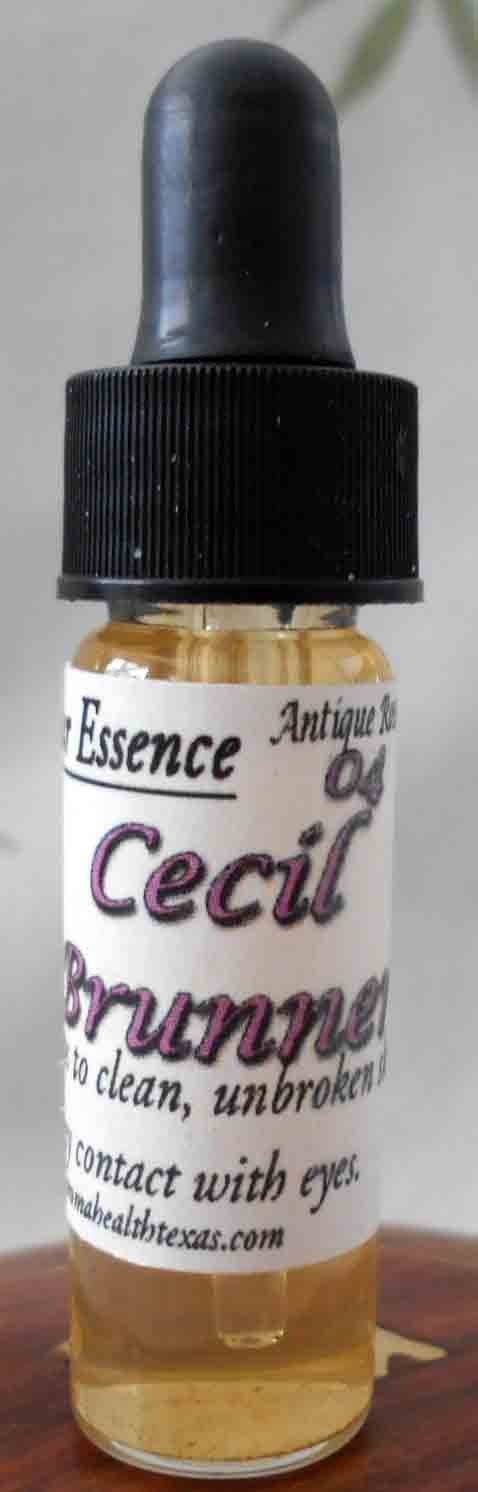 Cecil Brunner, Antique Rose Essence Rosa chinensis