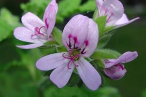 Citronella, Cymbopogon nardus, Essential Oil 