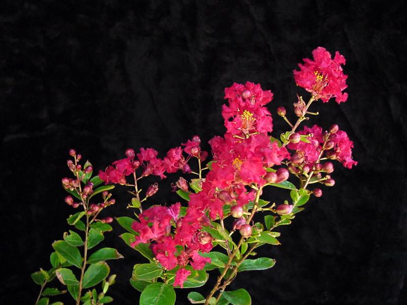 Crepe Myrtle Flower