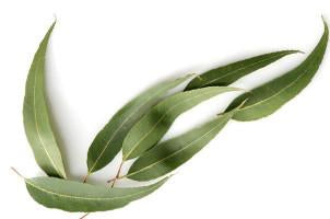 Eucalyptus, citriodora, Essential Oil 