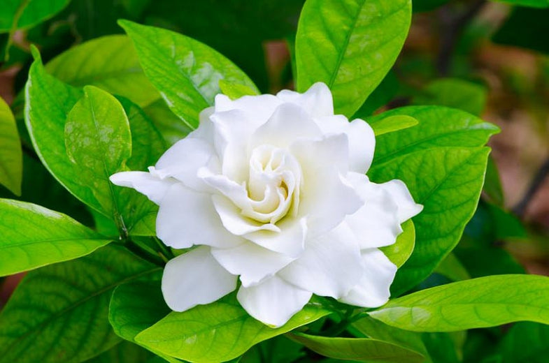 Aroma gardenia Clearance