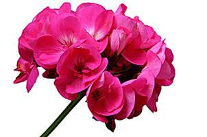 Geranium, Pelargonium odorantissimum, Essential Oil