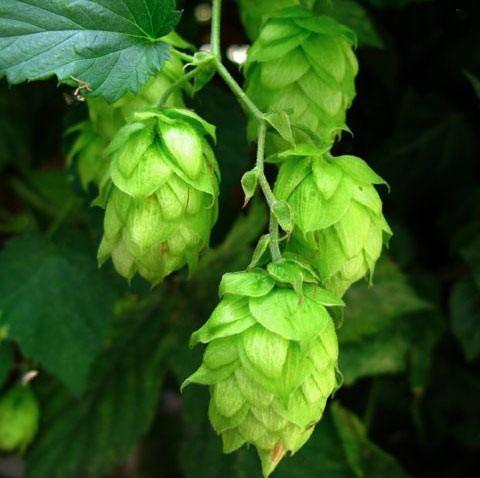 Hops (Humulus lupulus) Essential Oil