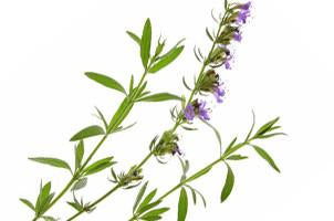 Hyssop, Hysopus officinalis Essential Oil