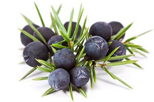 Juniper berries, Essential Oil
