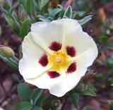 Labdanum Absolute (Cistus Ladaniferus)