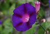 morning glory flower