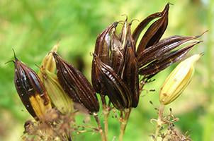 Myrrh, Commiphora myrrha, Essential Oil