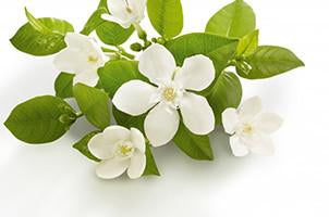 Neroli, Citrus aurantium amara,Essential Oil - Aroma Health Texas