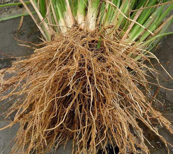 Vetiver Root, Vetiveria ziganoides, Essential Oil– Aroma Health Texas