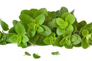 Oregano, Oreganum vulgare, Essential Oil