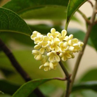 Osmanthus Absolute Osmanthus fragrans) 